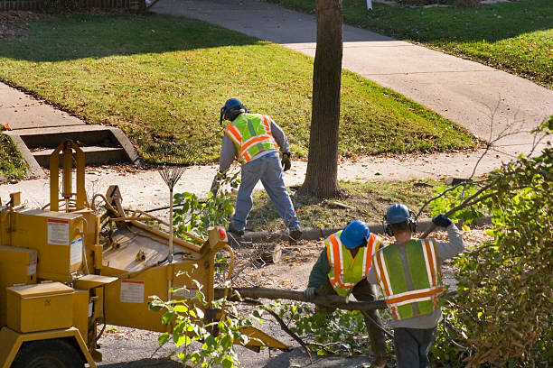 Best Palm Tree Trimming  in Anchor Point, AK